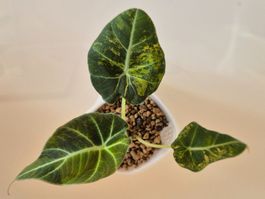 🌿 Alocasia Black Velvet Gold 3🌿