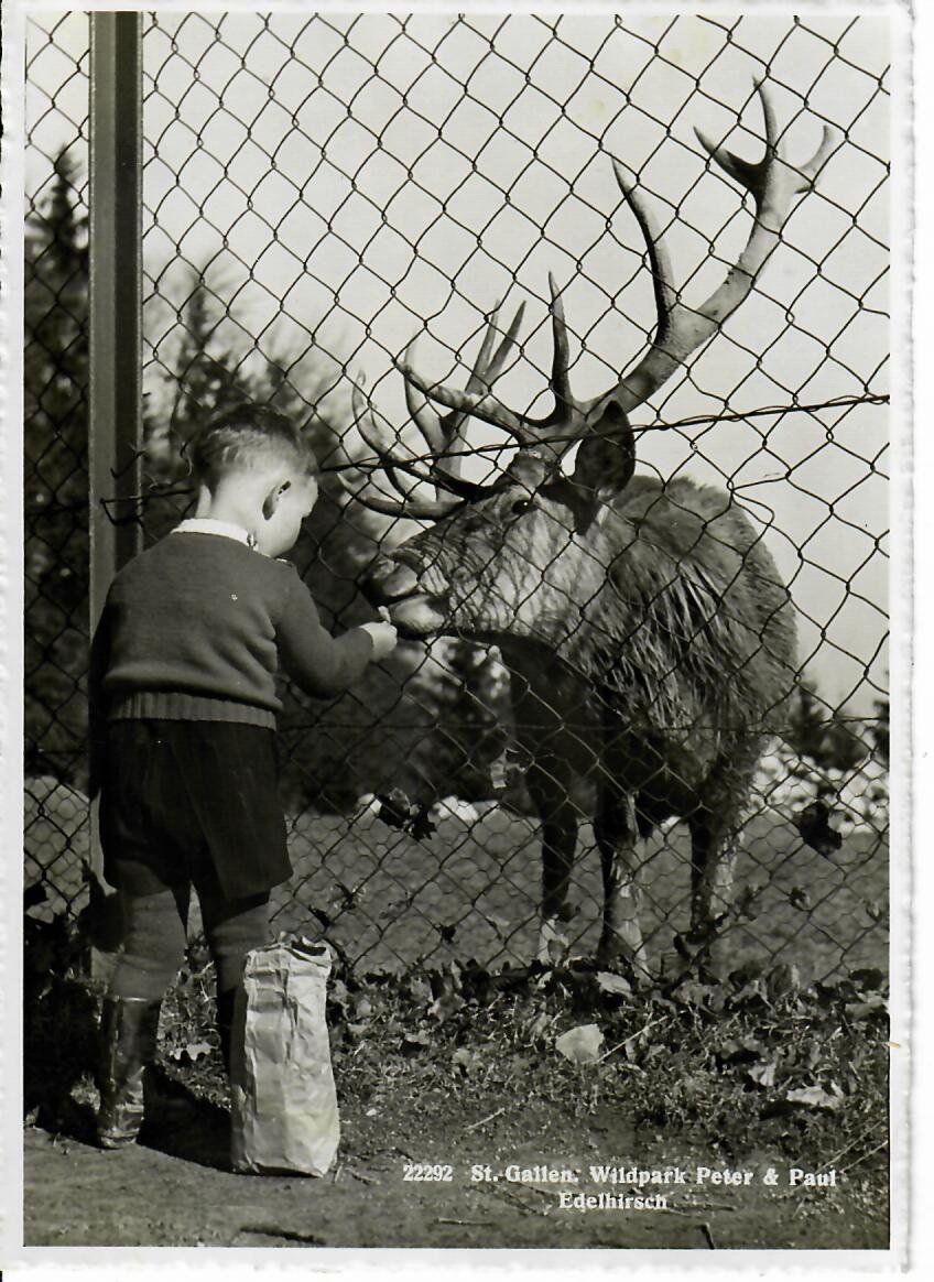 Ansichtskarten: St.Gallen - Wildpark  1945 – Gebraucht aus Hochdorf von Ziegel-16