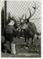 St.Gallen - Wildpark  1945