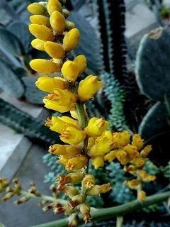 Pflanzen & Samen: Seltene Hechtia argentea – Neu (gemäss Beschreibung) aus Geroldswil von botanicals 2
