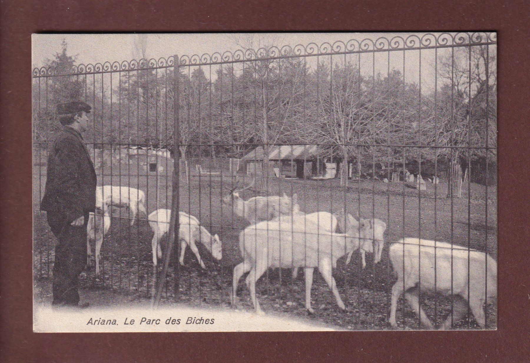 Cartoline postali: GENEVE - Ariana - Parc des biches – Usato da Pully venduto da nicecards