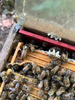 Bienenkönigin Buckfast