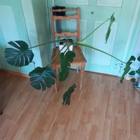 Monstera Zimmerpflanze im Topf 