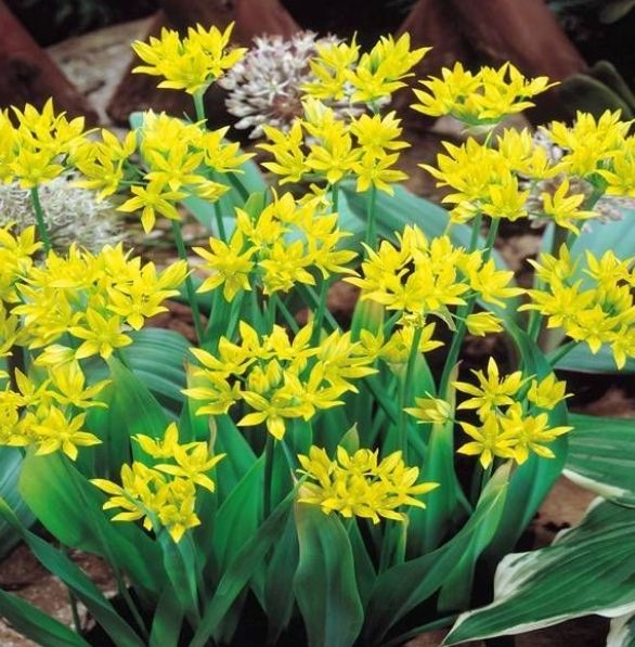 DEU 10 Zwiebeln von schoener Gartenblume gelb: GOLD LAUCH (Neu und ...