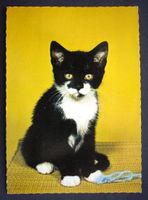 KATZE