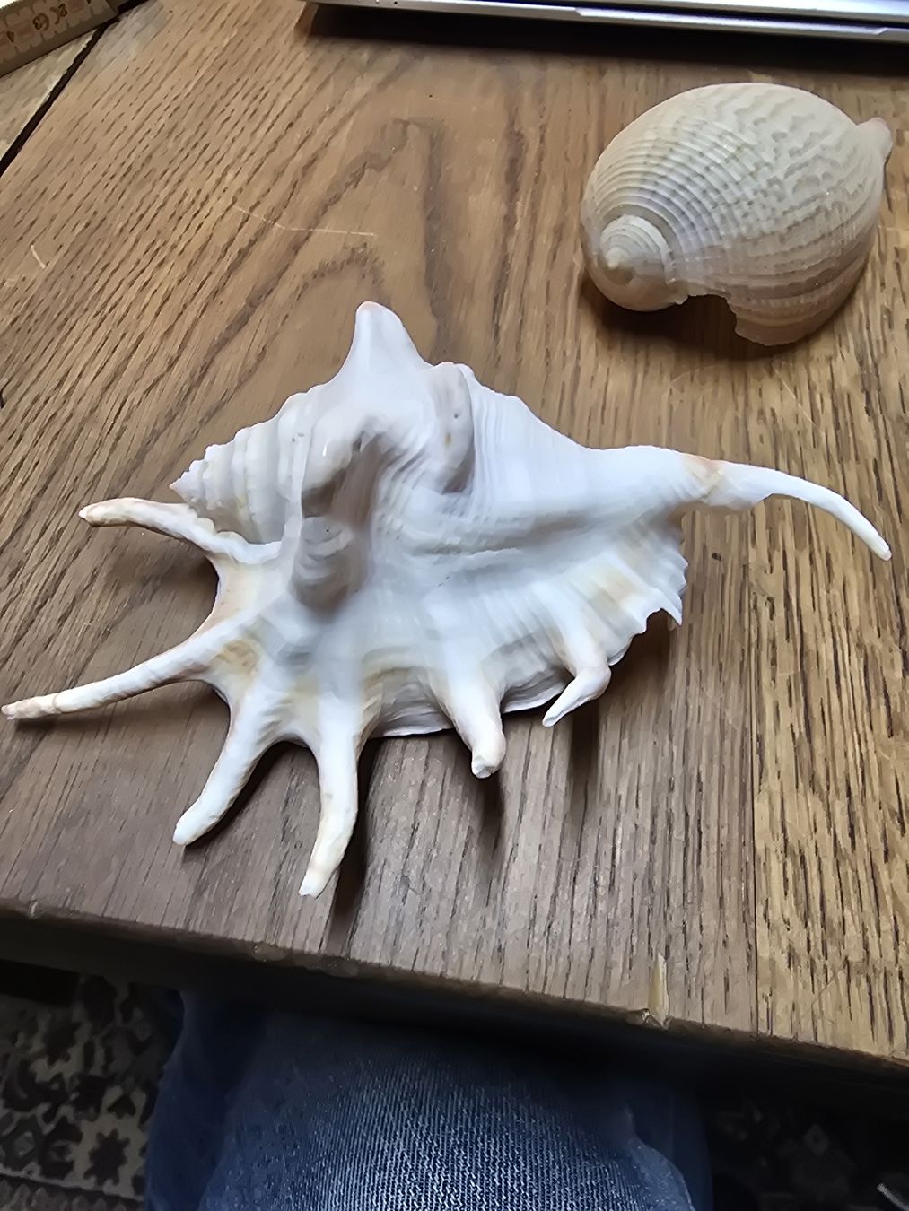 Fossili: 3 echte Muscheln (D) – Usato da Rorschach venduto da TimelessTrading 1