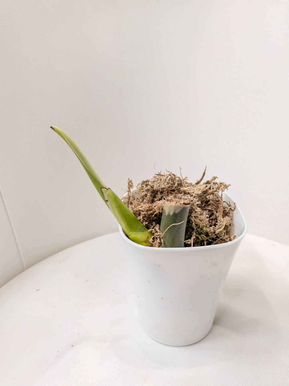 Piante & sementi: Bouture Monstera Delicosa Sieranna – Usato da Genève venduto da Venellah 1