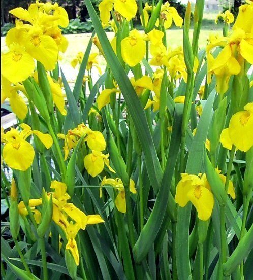 Piante & sementi: Seltener Irisblock "Eis und gelb" Rare bloc bulbe Iris – Nuovo e nell'imballaggio originale da Rovio venduto da POSITIFFARTandPLANTS 3