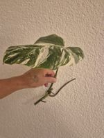 Monstera Ableger Variegata - Seltene Schönheit für Zuhause