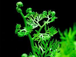 Ceratopteris thalictroides Water Sprite (Aquatic Plant)
