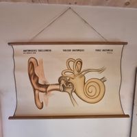 Vintage Anatomietafel Ohr Dr. A. Wander Lehrtafel Plakat