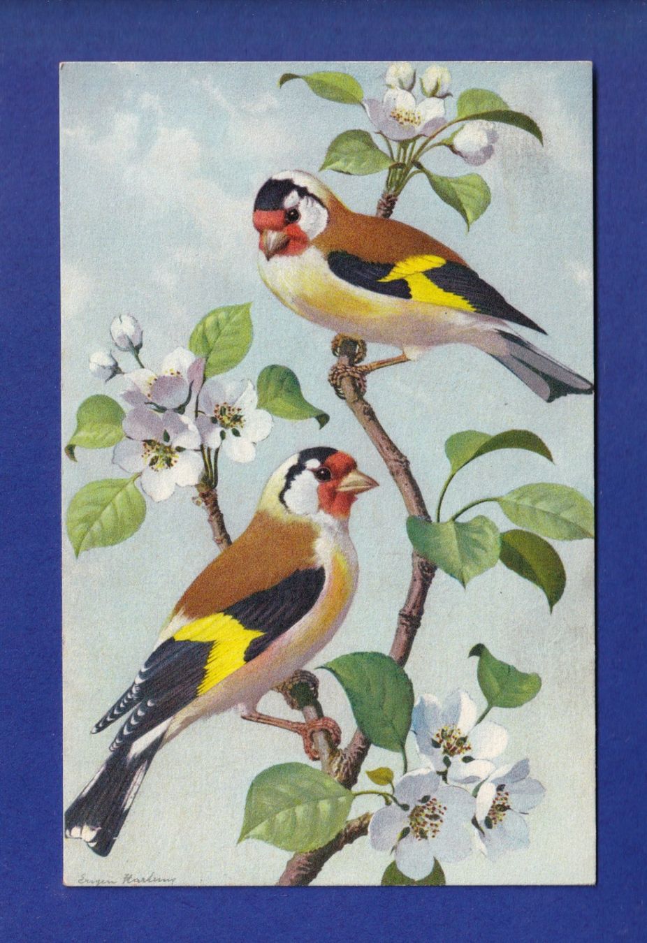 Ansichtskarten: OISEAU - Chardonneret – Gebraucht aus Pully von nicecards-shop
