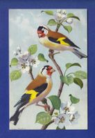 OISEAU - Chardonneret