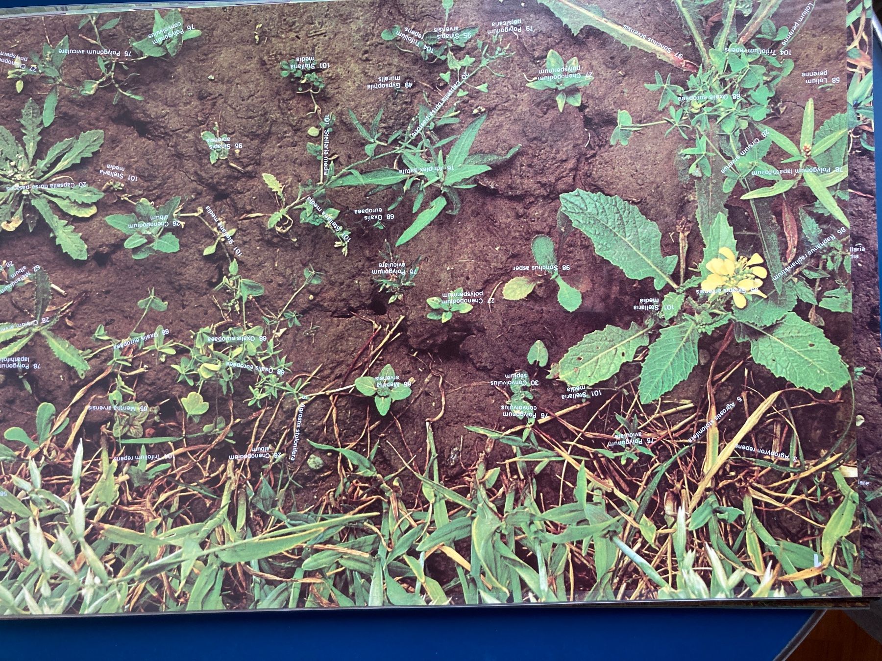 Bücher: Unkrautgemeinschaften Europas Botanik Landwirtschaft – Gebraucht aus Aarwangen von nemkin61 3