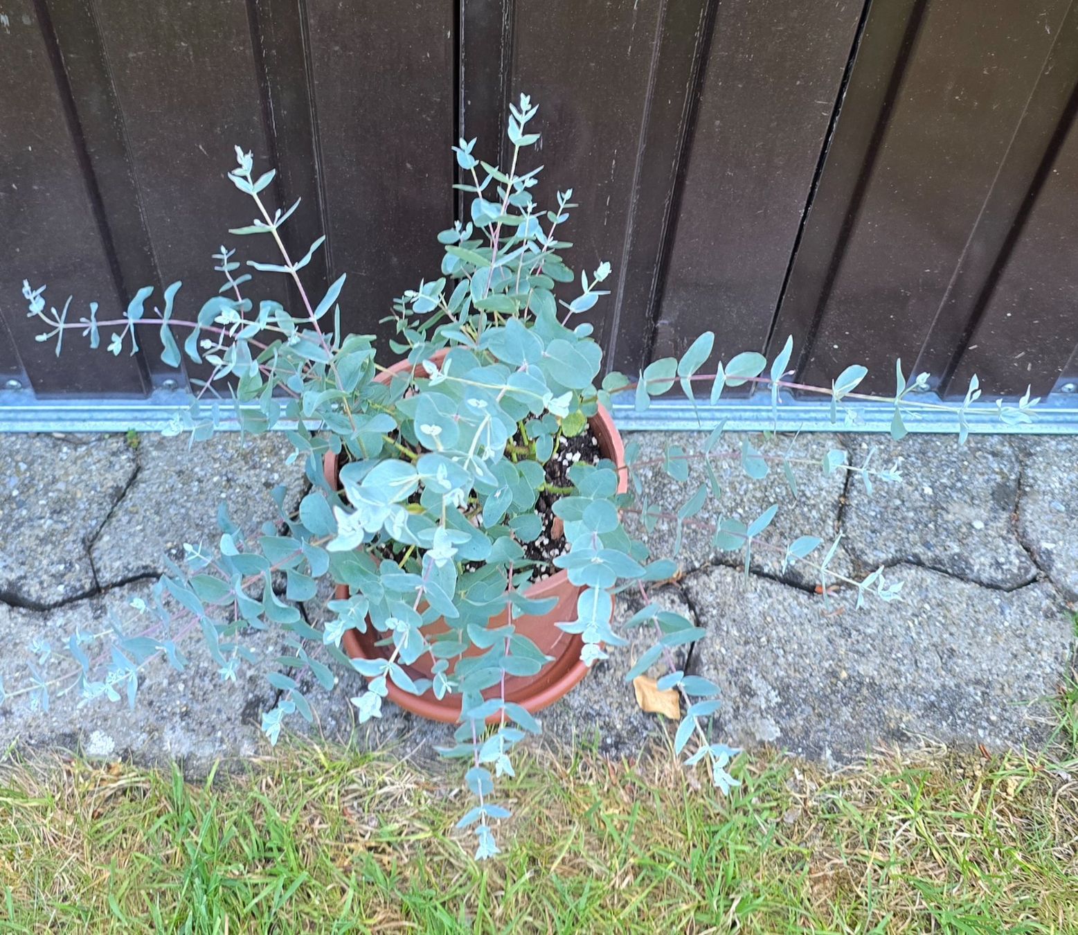 Pflanzen & Samen: Eukalyptus – Neu (gemäss Beschreibung) aus Aarburg von popkorn65 2
