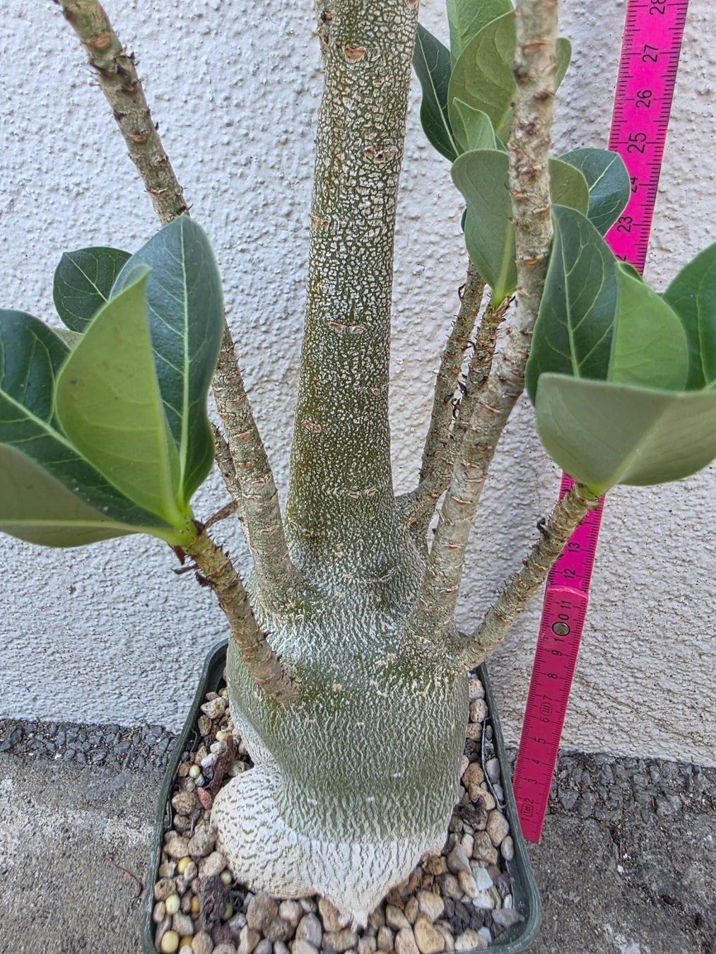 Piante & sementi: Adenium arabicum "Black Hawk" / Wüstenrose Sämling – Usato da Thalheim venduto da silvara01 1
