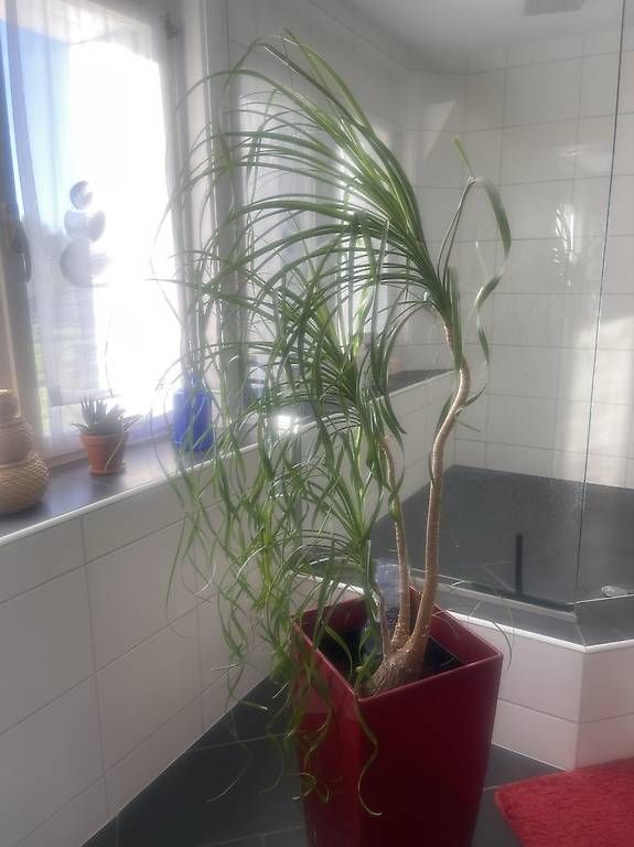 Plantes & graines: Zimmerpflanzen  – D'occasion à Lütisburg Station par ilo_w8vk 2