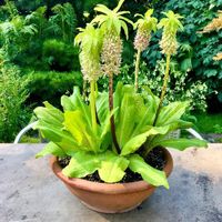Eucomis / Schopflilie / Ananaslilie