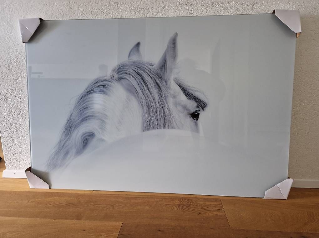 Foto & Immagini: Grosses Acryl- Glasbild "weisses Pferd" – Usato da Felben-Wellhausen venduto da calalu 1