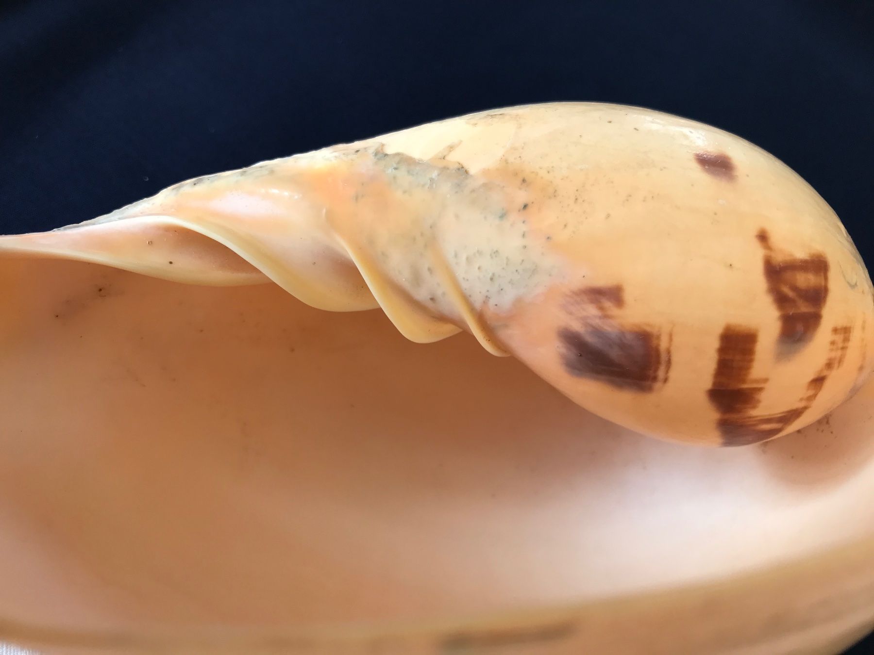 Fossili: Grosse Muschel – Usato da Hauptwil venduto da EfairB 4
