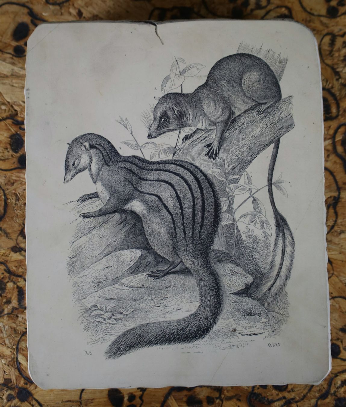 Grafica & Litografie: Lithographiestein "Gestreiftes Wiesel, Federschwanz" – Usato da Birrwil venduto da brandschatz_birrwil 2
