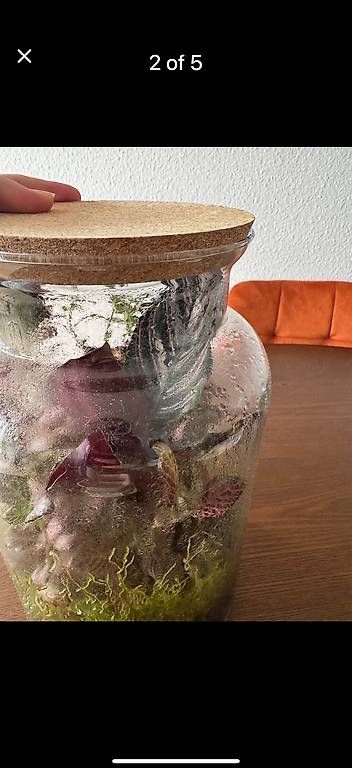 Tutte le decorazioni: Wunderschönes Terrarium  Fast neu  Pflegeleicht – Usato da Zürich venduto da fysikos6 1