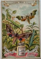 Litho, Liebig, Werbung, Nachtfalter, Jugendstil