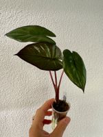 Alocasia Yucatan Princess – Young Plant 🌿