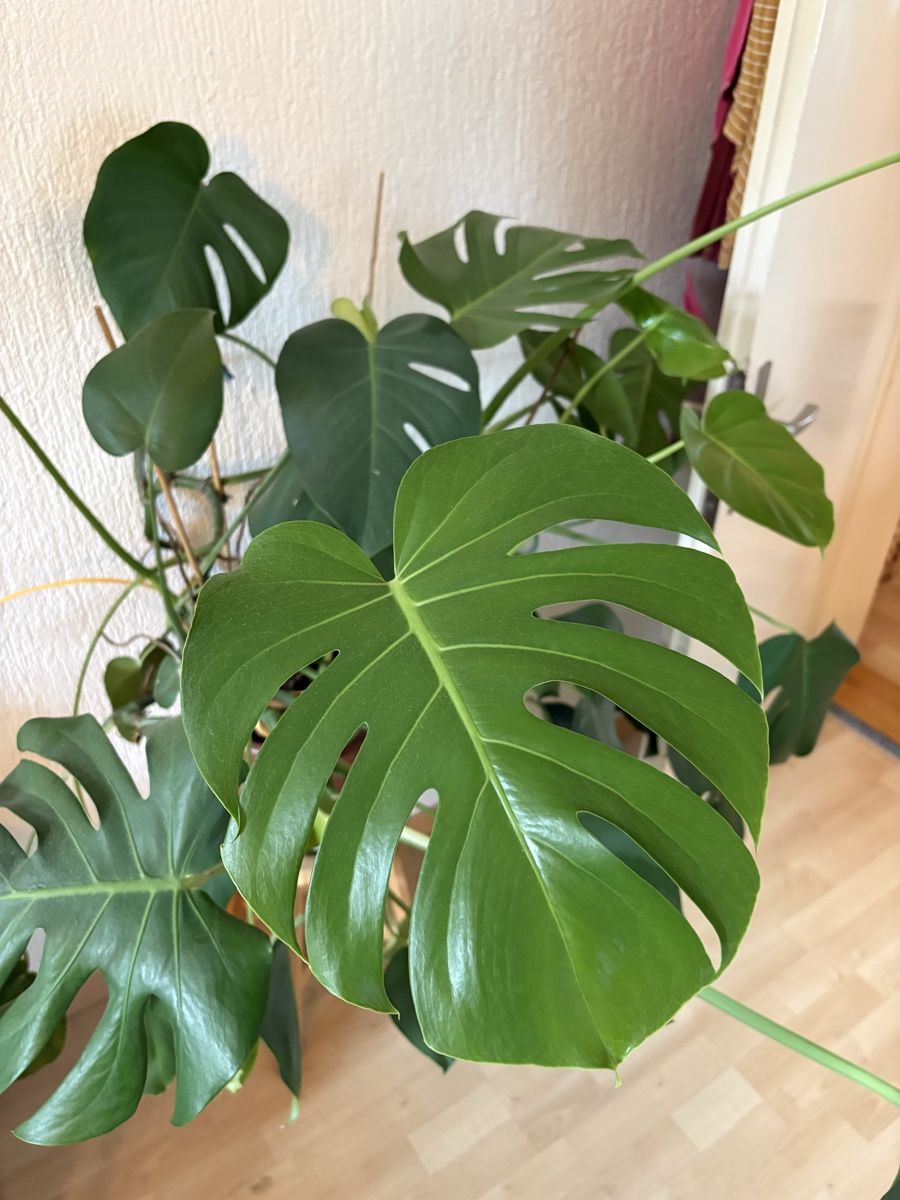 Piante & sementi: Grosse Monstera – Usato da Zürich venduto da ty64889 1