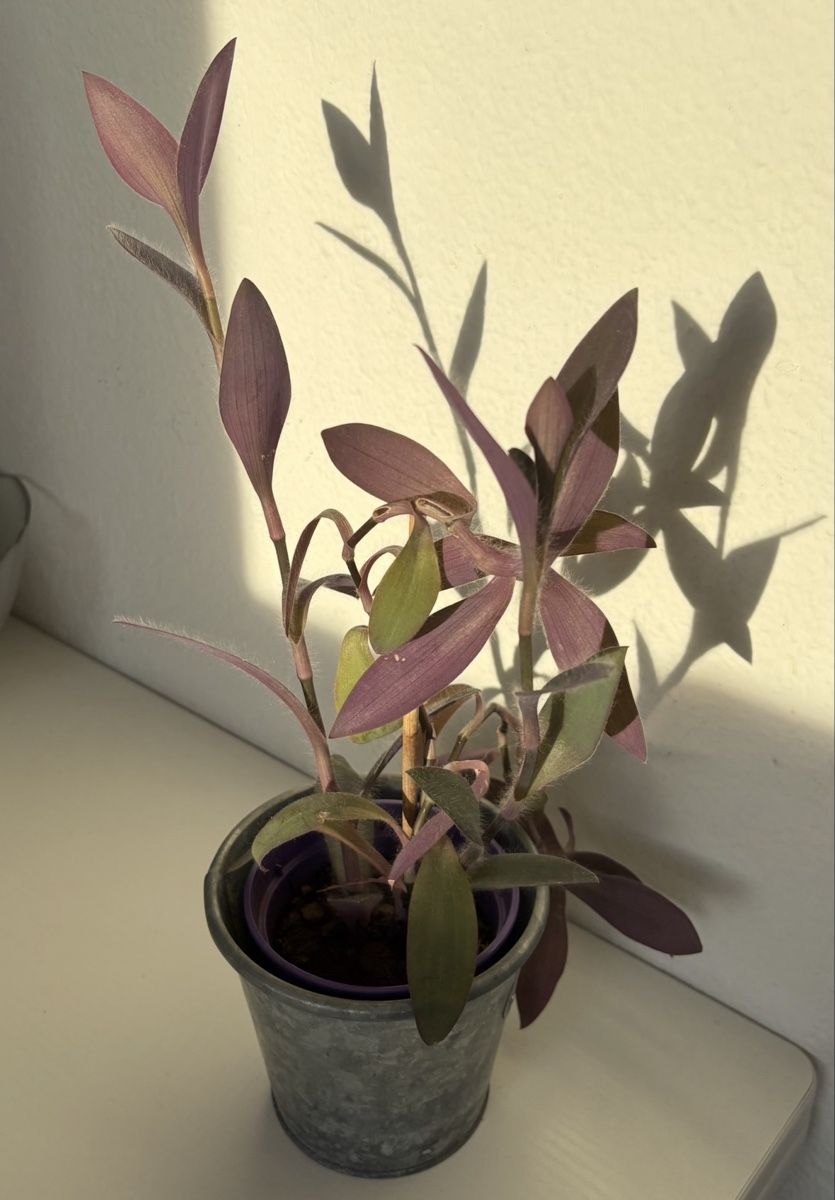 Piante & sementi: Tradescantia pallida propagation – Nuovo (secondo la descrizione) da Zürich venduto da nin_8h72 2