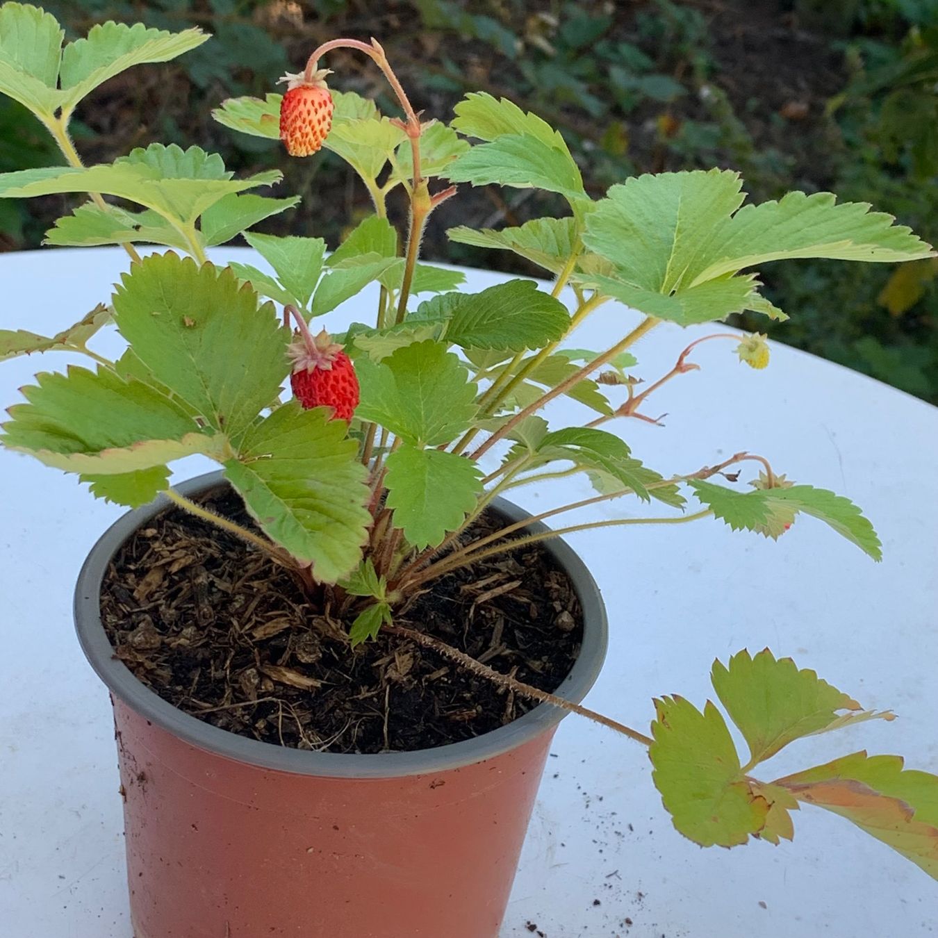 Plantes & graines: Walderdbeere / Pflanze – Neuf (Voir description) à Hinteregg par ERFOLG78 1
