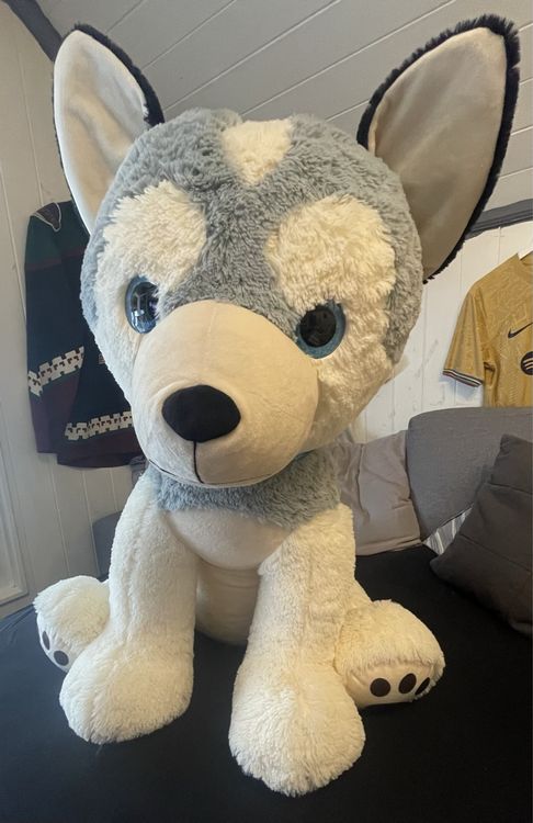 Grosser Plüsch Husky | Kaufen auf Ricardo