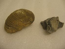 2x Marine fossil shells - Pycnodonte vesicularis