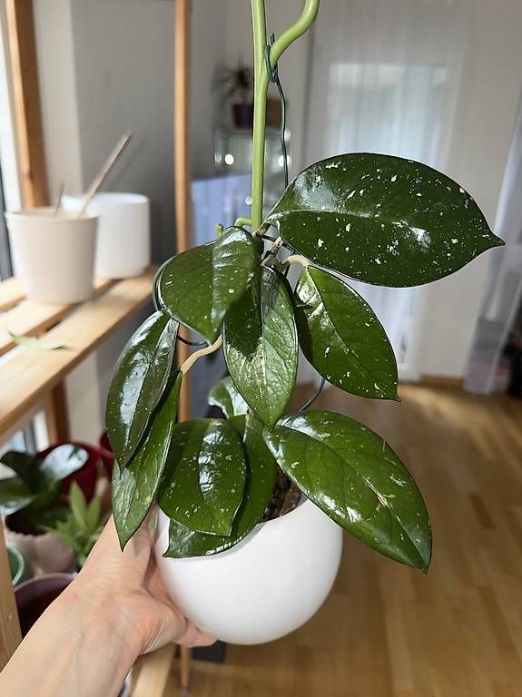 Pflanzen & Samen: Hoya Carnosa – Gebraucht aus Spiez von Lunelu