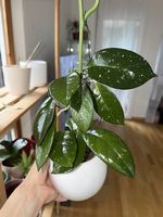 Hoya Carnosa