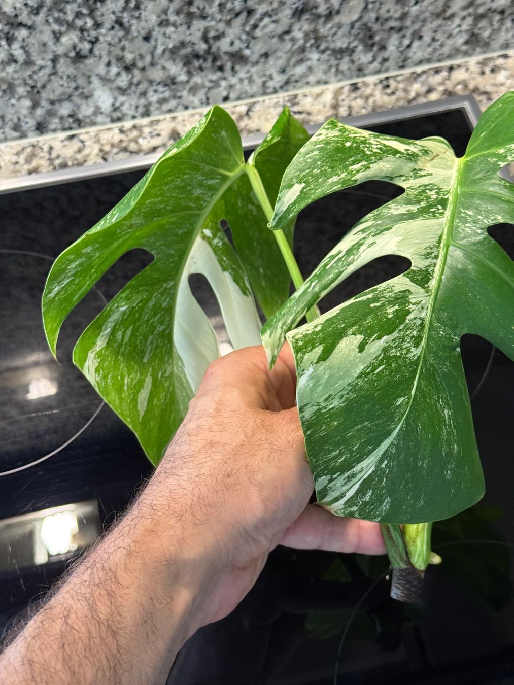 Piante & sementi: Monstera Variegata Half Moon, Steckling in Wasser – Usato da Mendrisio venduto da MonsteraLovers 2