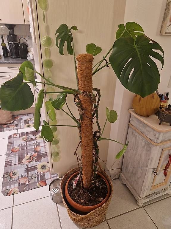 Piante & sementi: Pianta monstera – Nuovo e nell'imballaggio originale da Aurigeno venduto da dan_2xx2