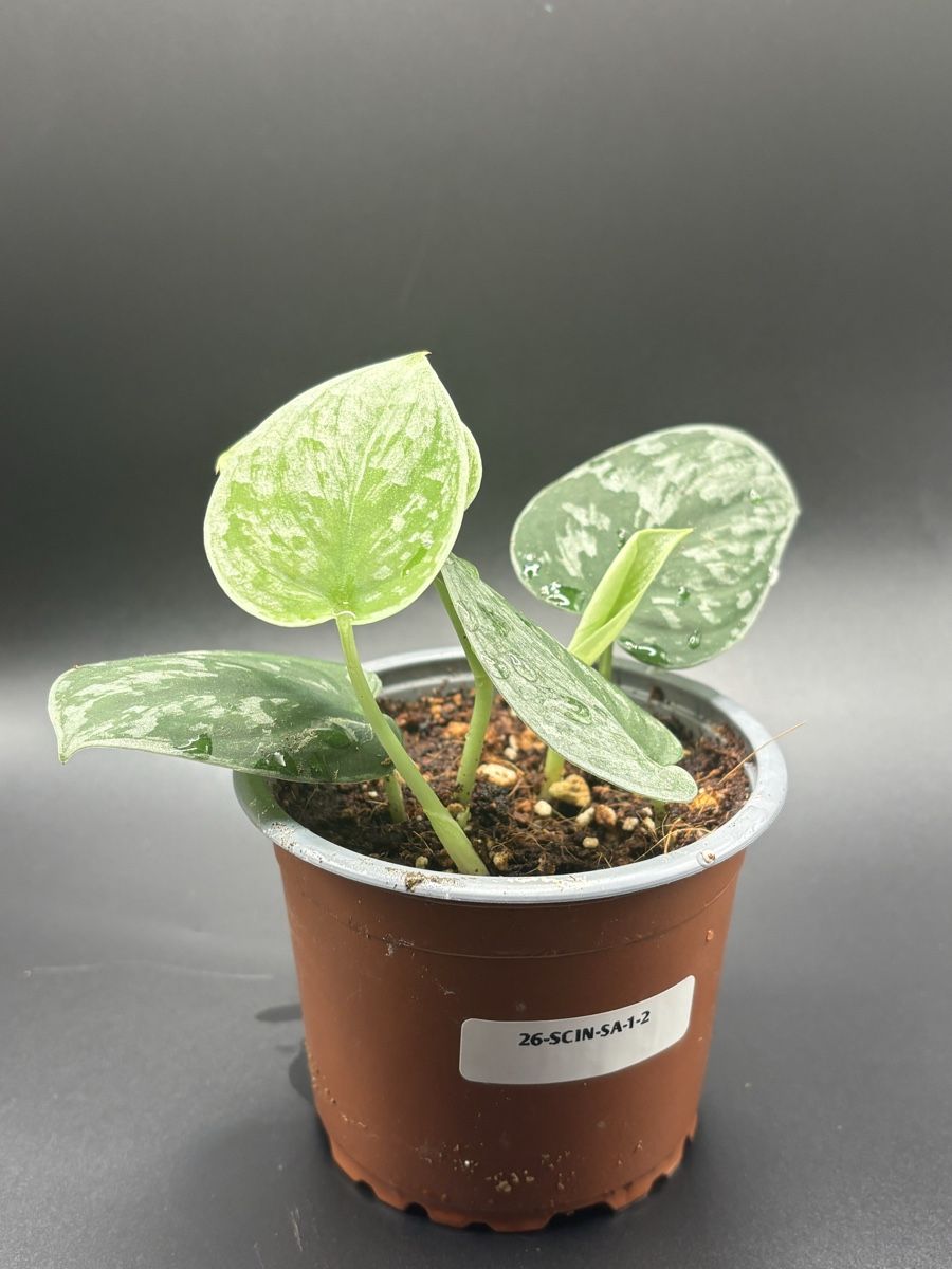 Piante & sementi: Scindapsus pictus Silver Ann (1-2) – Nuovo e nell'imballaggio originale da Basel venduto da Pink_White 1