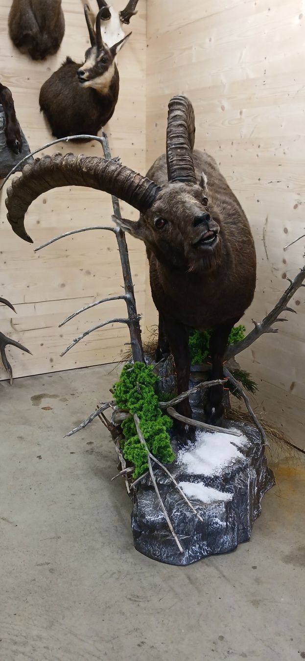 Il mondo degli animali: Steinbock Präparat – Nuovo (secondo la descrizione) da Mollis venduto da Resel1985 6
