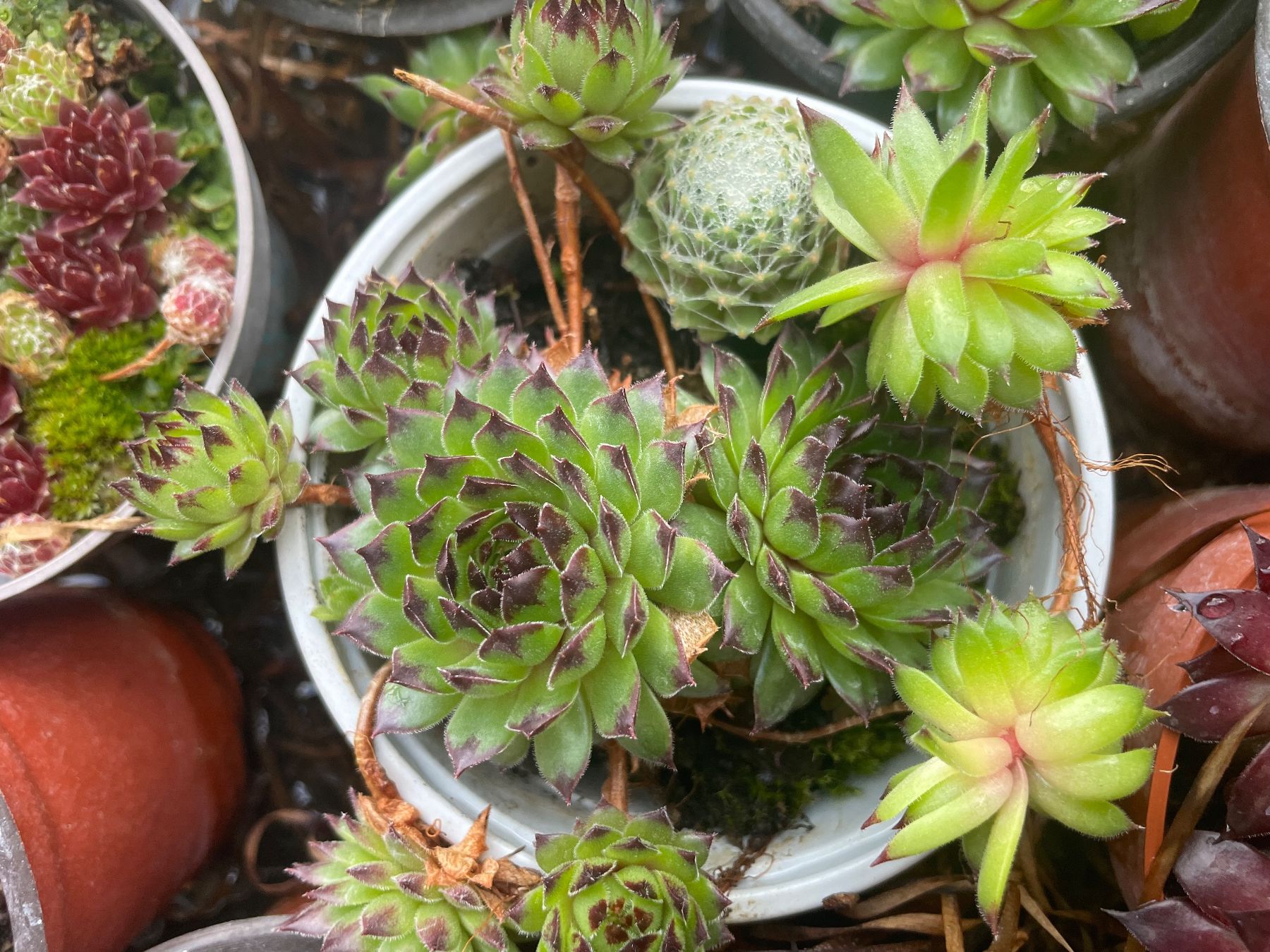 Piante & sementi: HAUSWURZ - Sempervivum Arachnoideum – Nuovo (secondo la descrizione) da Buchs AG venduto da fischli610 9