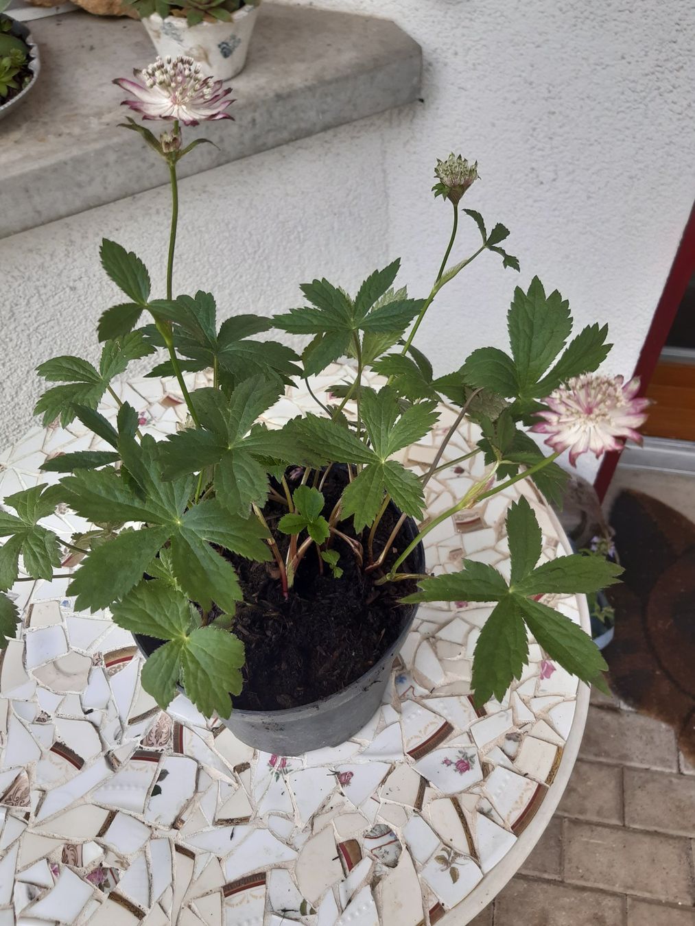 Piante & sementi: Astrantia, Sterndolde, schöne Pflanze – Usato da Aeugst am Albis venduto da ro97se 2