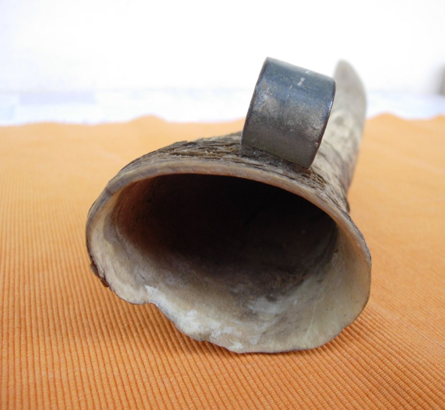 Fossili: Horn - Wettsteinfass - alt – Usato da Basel venduto da Grbina64 9