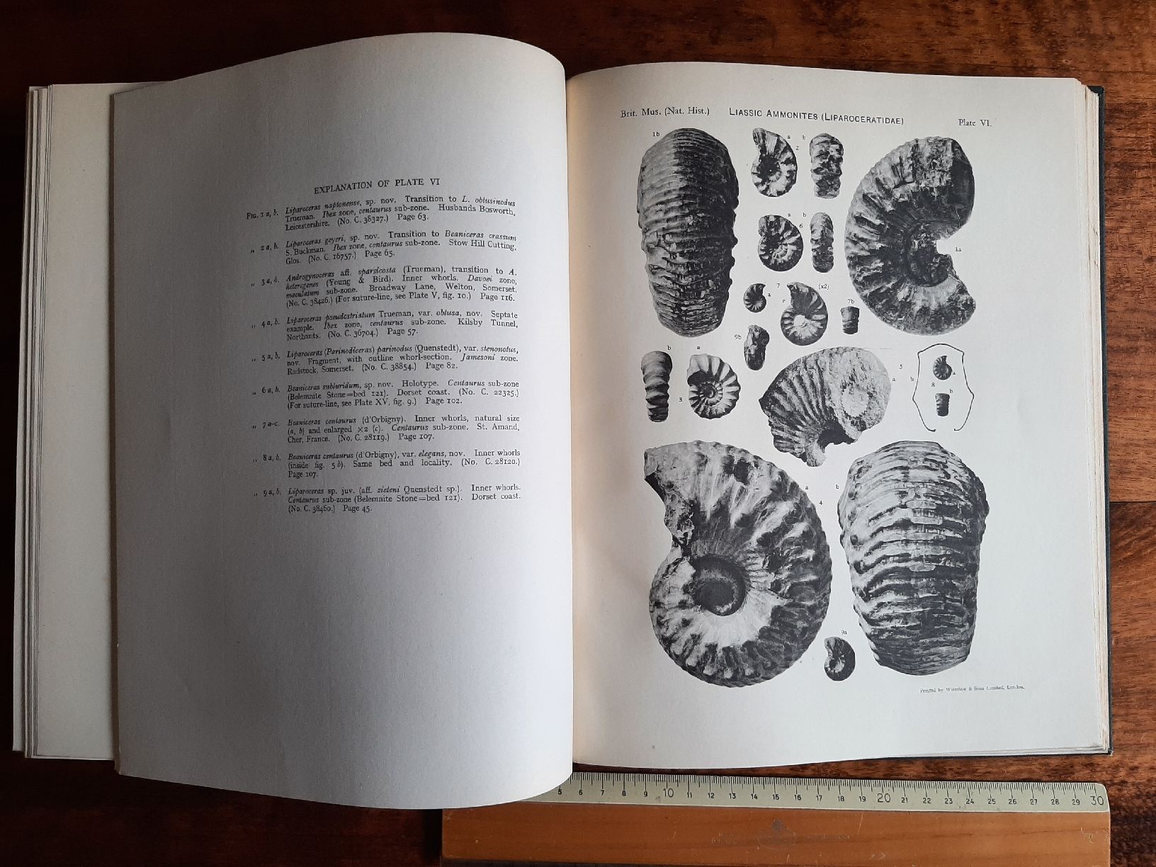 Libri: Fossilien Ammoniten Buch über Liparoceras – Usato da Rickenbach BL venduto da Oktober68 1