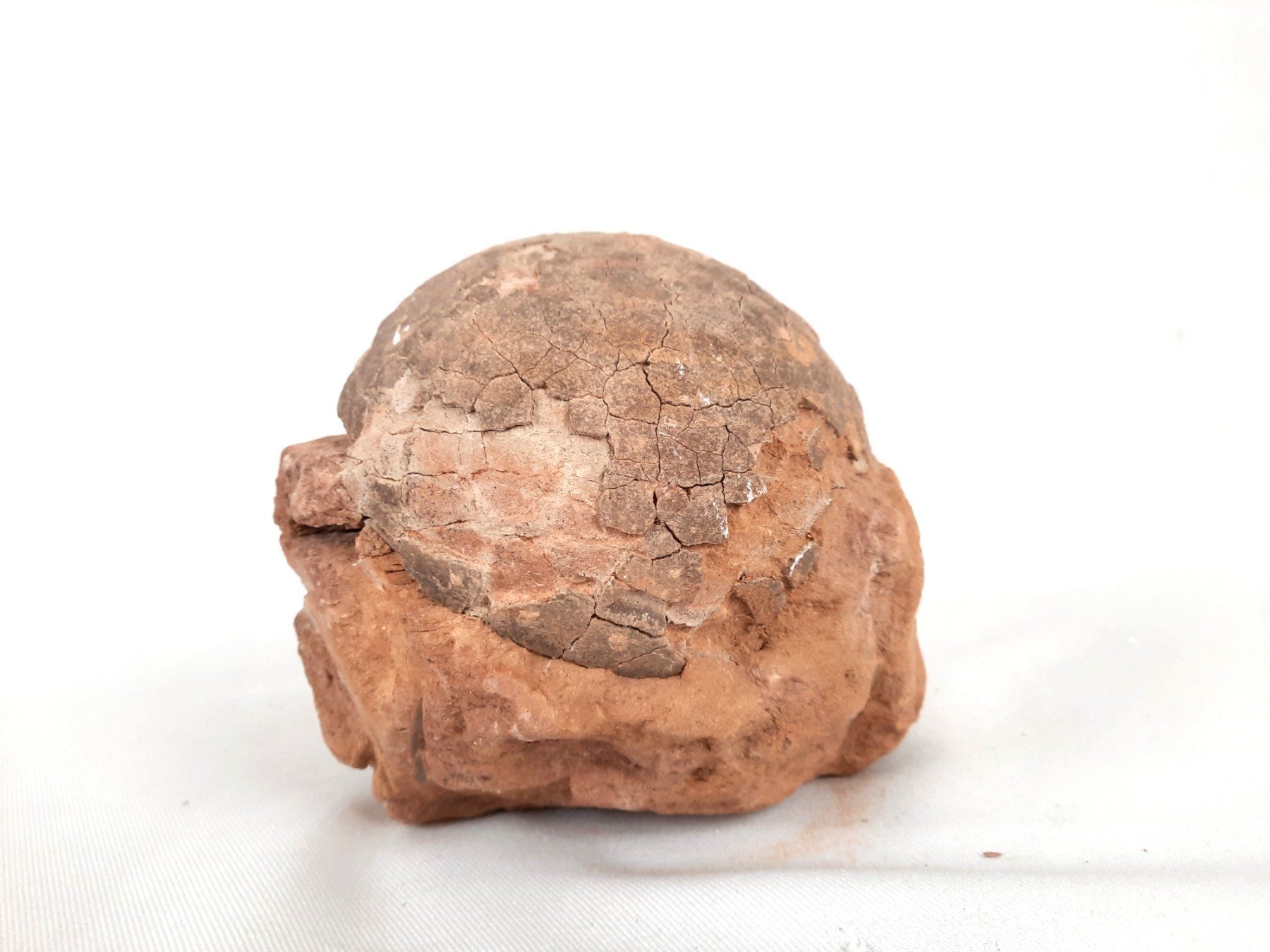 Fossili: Versteinertes Dinosaurier Ei – Usato da Beinwil am See venduto da Restwert_Beinwil 2