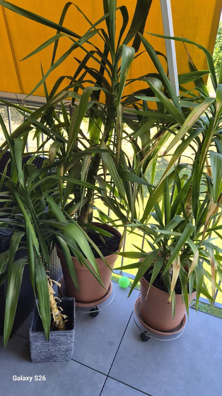 Plantes & graines: Pflanzen  – D'occasion à Oberglatt ZH par nat_c6k7