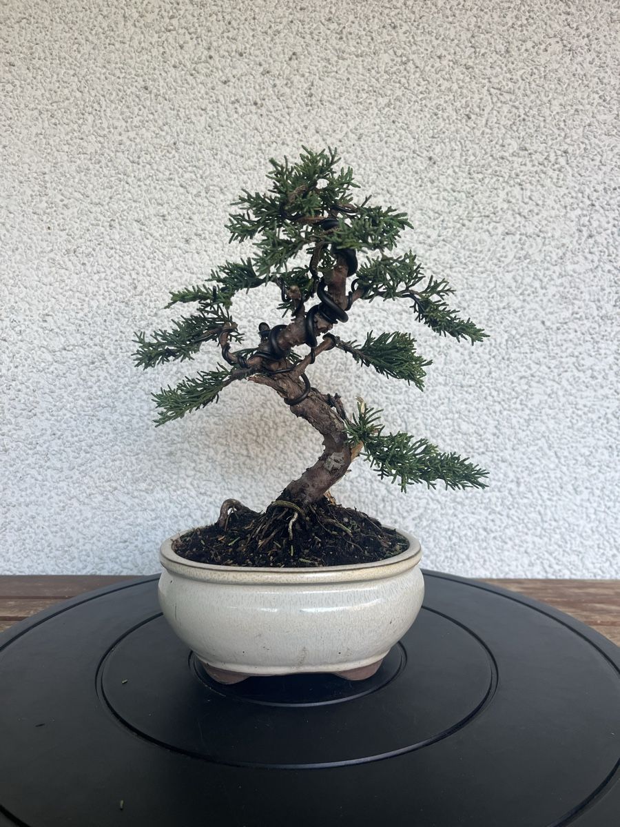 Plantes & graines: Wacholder Bonsai  – Neuf (Voir description) à Hettlingen par BonsaiNaturist.com 1