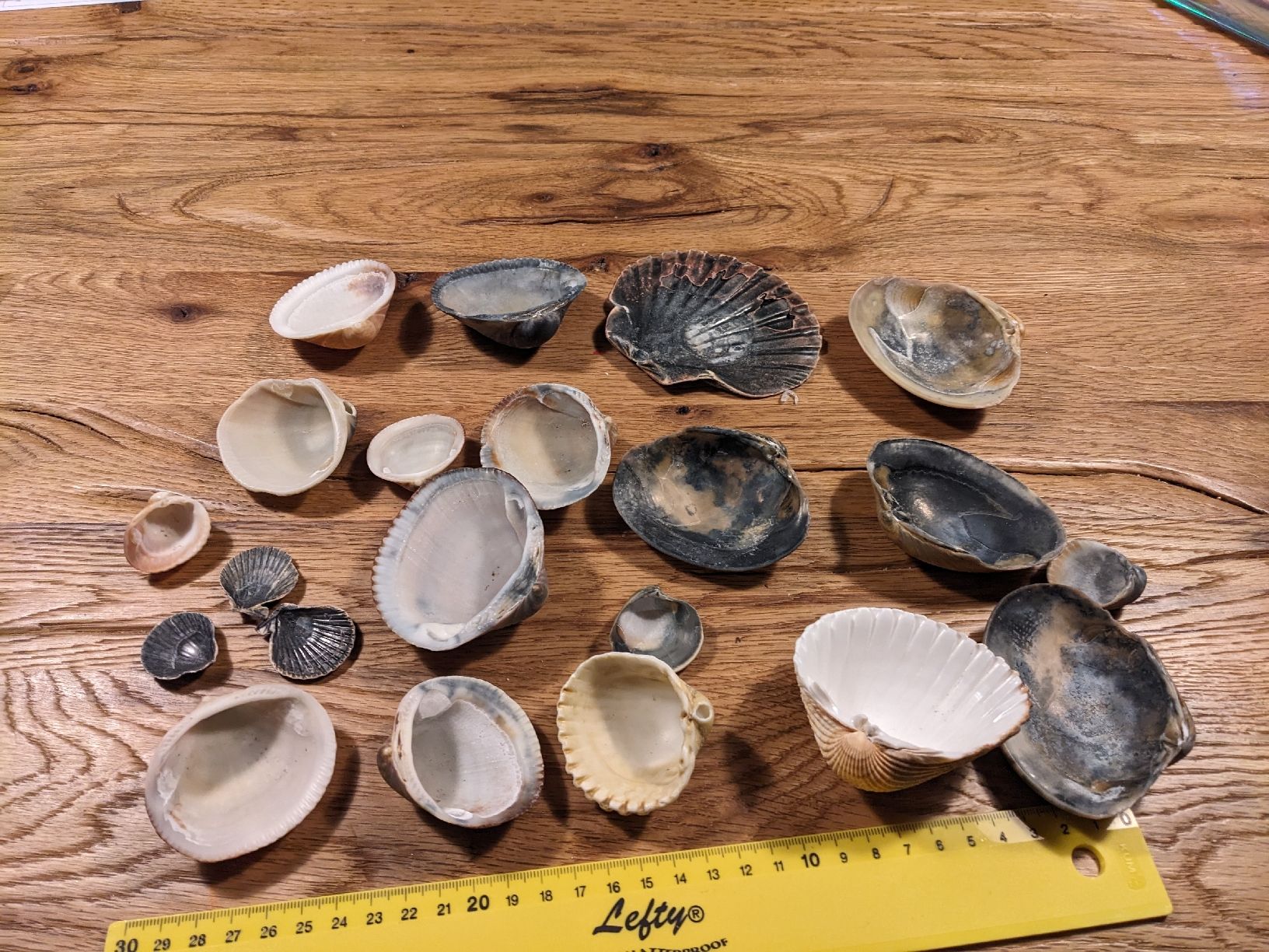 Tutte le decorazioni: Wunderschöne Muscheln, Deko oder Basteln – Usato da Basel venduto da labaffe01 1
