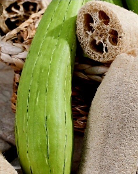 Plantes & graines: 5 samen von LUFFA CYLINDRICA oder Gurke - Waschlappen.🌱 5 g – Neuf avec emballage d'origine à Rovio par POSITIFFARTandPLANTS 1