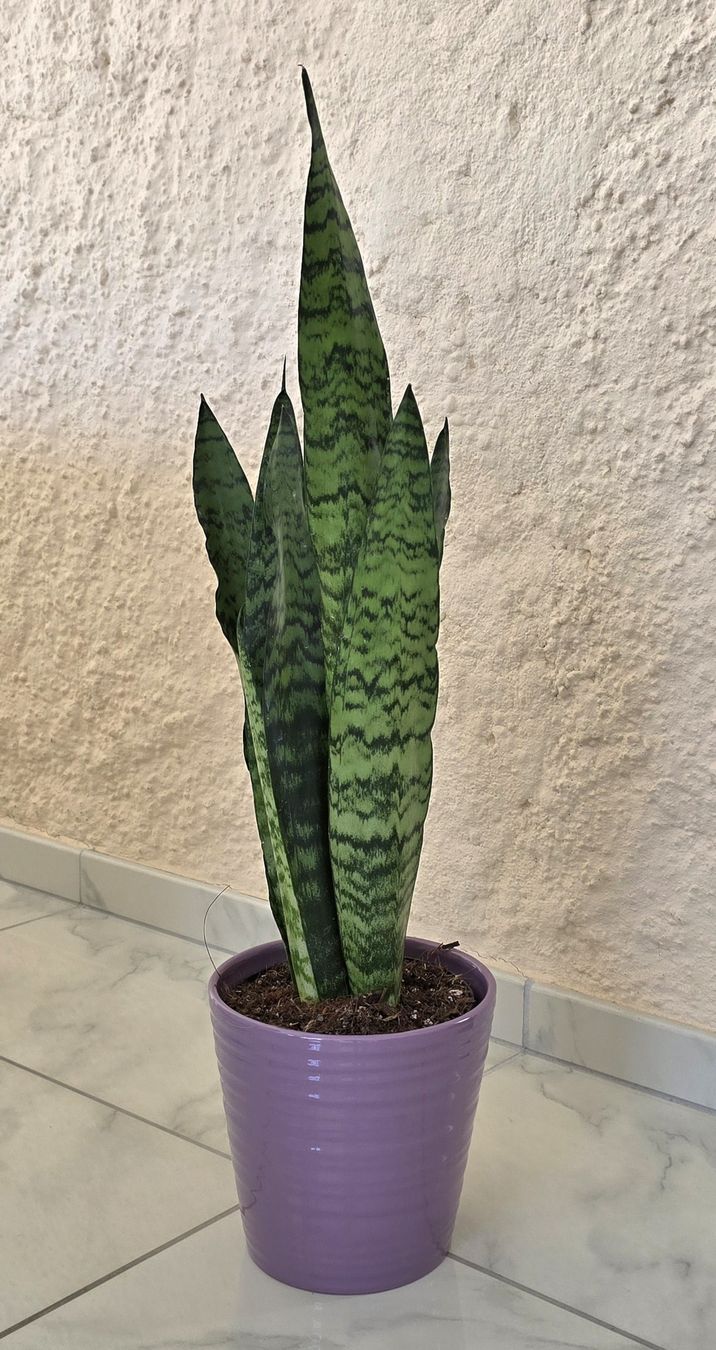 Piante & sementi: Bogenhanf, Sansevieria mit Topf – Nuovo (secondo la descrizione) da Aarburg venduto da Glitzerschein