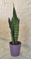 Bogenhanf, Sansevieria mit Topf